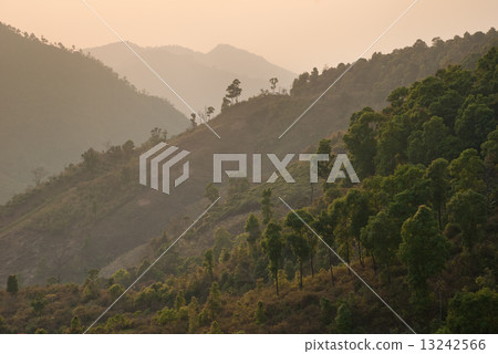 Tropical forrest at sunset, Thailand 13242566