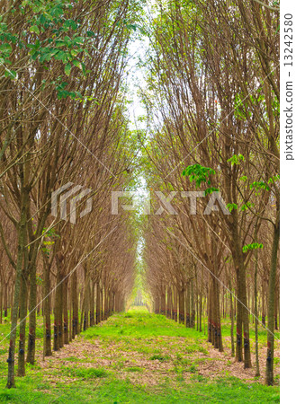 Para rubber tree garden in south of Thailand Para rubber tree garden in south of Thailand 13242580