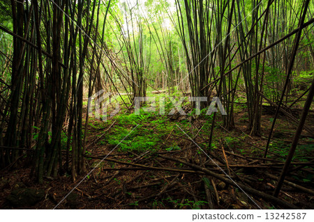 Bamboo forest 13242587