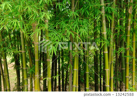 Bamboo forest 13242588