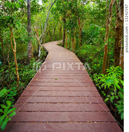 Path to the jungle,Trang,Thailand 13242597