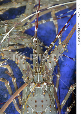 ASIA THAILAND PHUKET MARKT 13242700