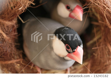 Birds in the nest 13243182