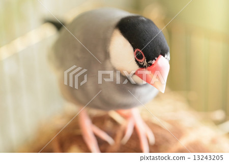 石鳥和花瓶巢 13243205