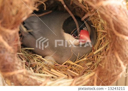 Boiled eggs holding eggs 13243211