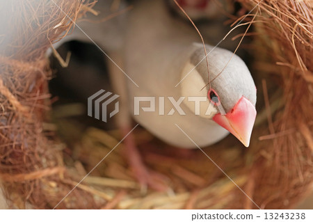 Silver female female Silver female female 13243238