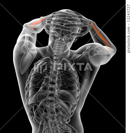 3d render medical illustration of the ulna bone 13243727
