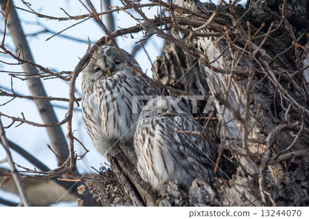 Ezo Owl 13244070