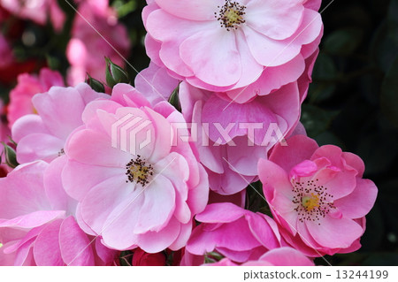 玫瑰安吉拉 玫瑰安吉拉 13244199