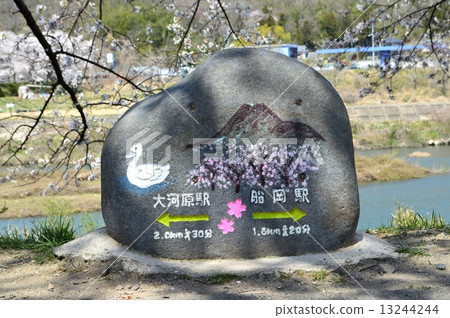 Sakura and signpost 13244244