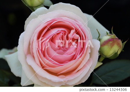 Rose Pierre de Ronsar Rose Pierre de Ronsar 13244306