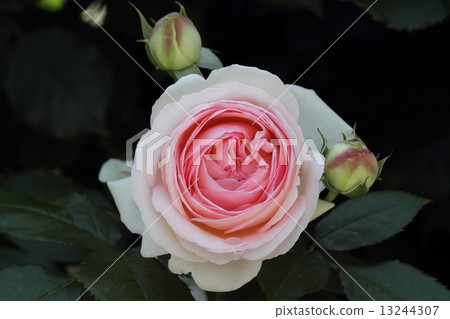 Rose Pierre de Ronsar 13244307