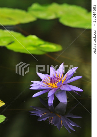 Purple tropical water lily reflected on the surface of the water 13244692