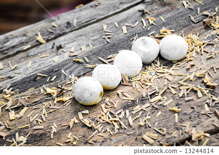 gecko eggs 13244814