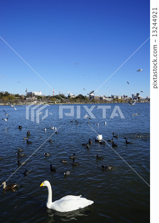 Senba湖在冬天 13244921