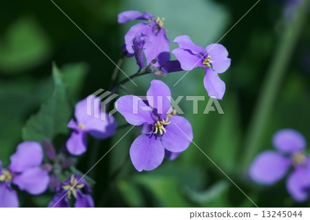 花Daikon Hanadai Con花詞“智慧之泉” 花Daikon Hanadai Con花詞“智慧之泉” 13245044