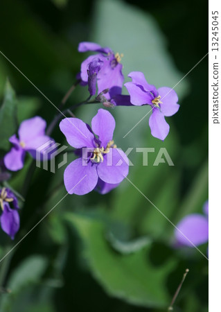 花Daikon Hanadai Con花詞“智慧之泉” 13245045