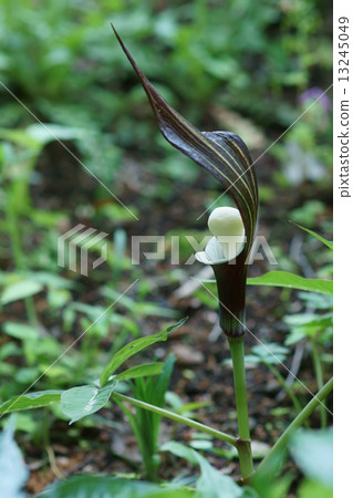 我叫Yuki Ryukyusuki。 13245049