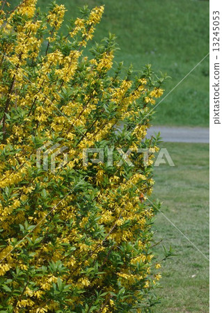 福州連翹花語是“希望成為希望” 13245053