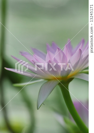 Tropical water lily with clear light 13245171