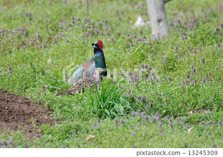Pheasant 2 13245309