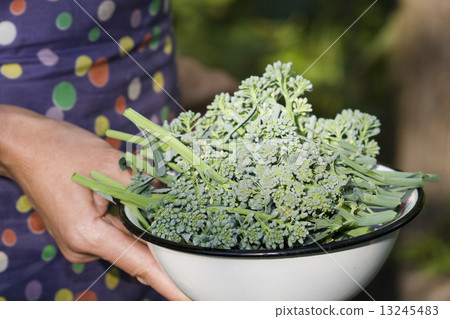 圖庫照片: broccoli from the garden