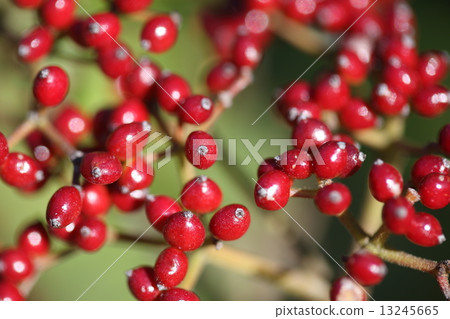 自然植物鯰魚，鮮花和水果是美麗的，成為園林樹木。似乎有各種藥用特性，它也使它成為清酒 13245665