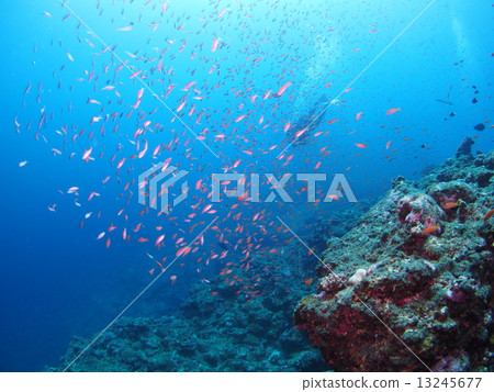 Dancer with Akanehaneagoi Dancer with Akanehaneagoi 13245677