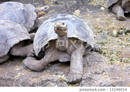 Garapagos，第一個世界遺產Garapagos Tortoise在聖克魯斯島達爾文研究所飼養 13246014