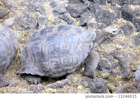Garapagos，第一個世界遺產Garapagos Tortoise在聖克魯斯島達爾文研究所飼養 13246015