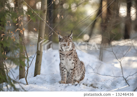 Lynx in the snow background while looking at you 13246436