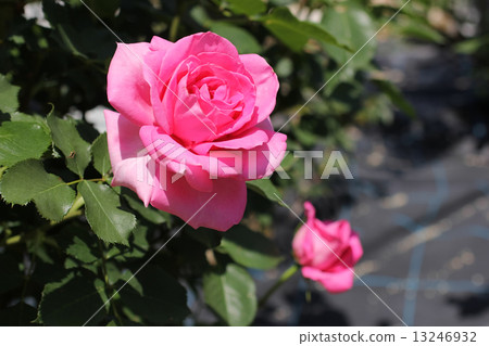 Princess Margaret Princess Margaret 13246932
