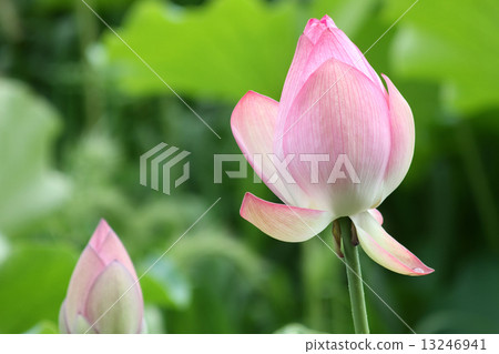 Oga蓮花 Oga蓮花 13246941