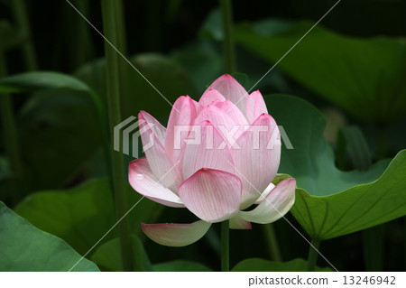 Oga蓮花 13246942