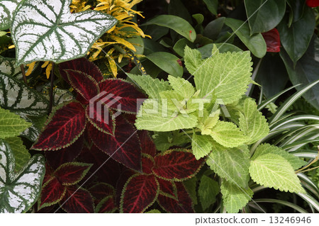 Karadyamu and Corius Karadyamu and Corius 13246946