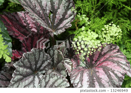 雷克斯秋海棠和亞洲譚 雷克斯秋海棠和亞洲譚 13246949