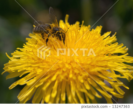 bee collects nectar 13247363