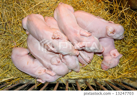 Newborn piglets sleeping on straw 13247703