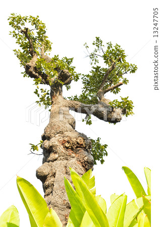 Exotic tree isolated on white Exotic tree isolated on white 13247705