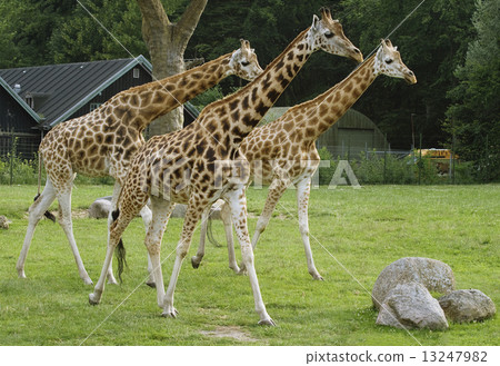 Three giragges 13247982
