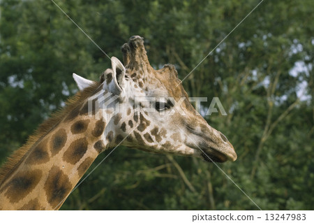 Giraffe 13247983