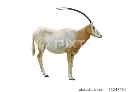 Scimitar horned oryx 13247984