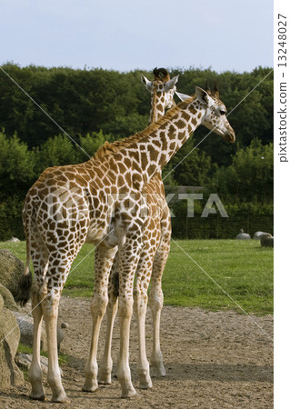 Two giraffes 13248027