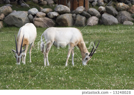 Two antelopes 13248028