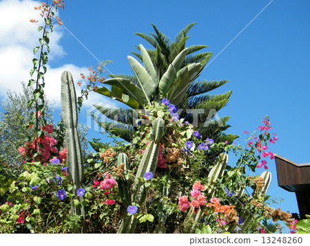 Neve Monosson Cacti thicket & flowers 2010 13248260