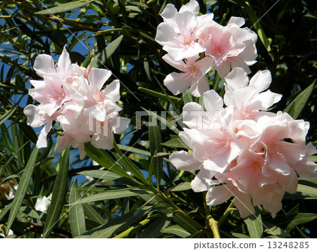 Neve Monosson Oleander flower 2010 Neve Monosson Oleander flower 2010 13248285