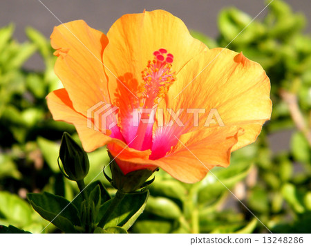 Neve Monosson Orange Hibiscus 2010 13248286