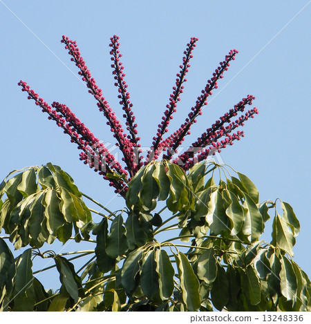 Neve Monosson Schefflera actinophylla tree 2010 13248336