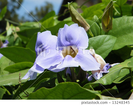 Neve Monosson Thunbergia Grandiflora 2010 13248345