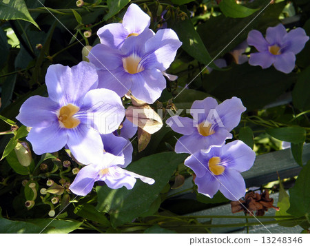 Neve Monosson Thunbergia Grandiflora flower 2010 13248346